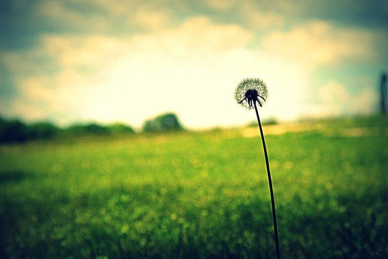 dandelion, flower, grass-2247113.jpg