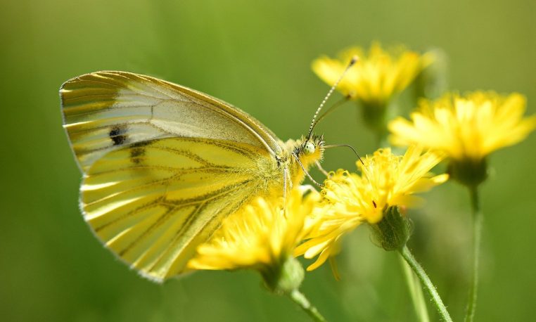 cabbage white, butterfly, insect