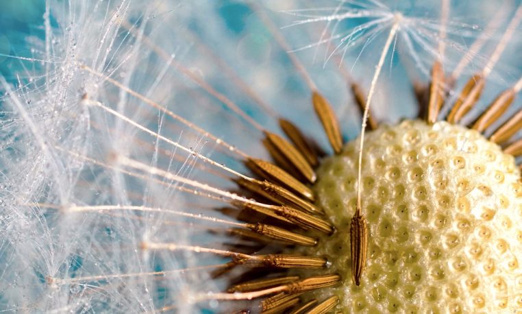 dandelion, close up, flying seeds