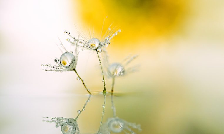 dandelion, drops, reflection-5010863.jpg