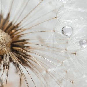 dandelion, seed, closeup